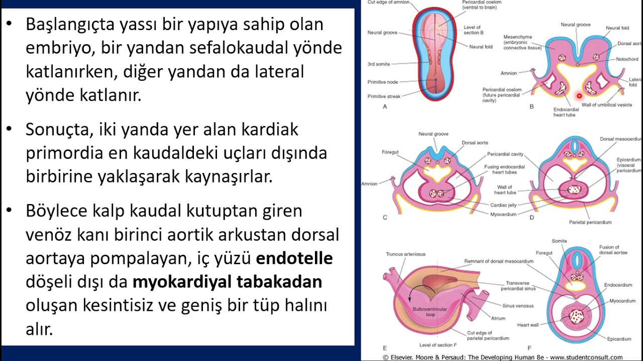 Kalp ve damar sisteminin gelişimi ve histolojisi