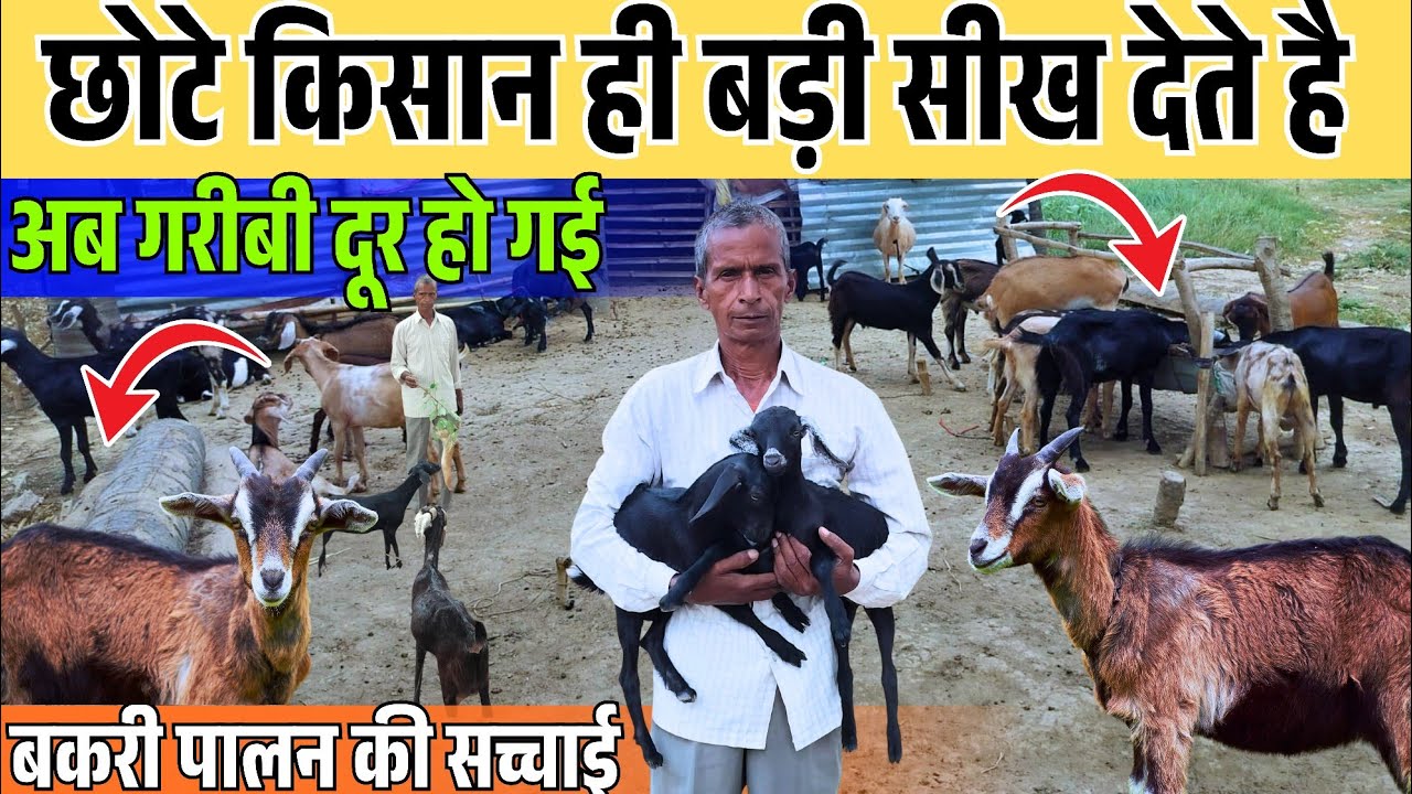 जितना लगाया उस से ज्यादा 1 वर्ष में ही Goat Farming से कमाया ✅💯 सिर्फ 25×25 Feet में Goat Farm बनाया