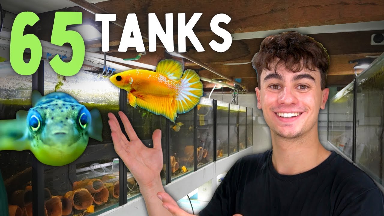 INSANE Fish BREEDING Room Update!