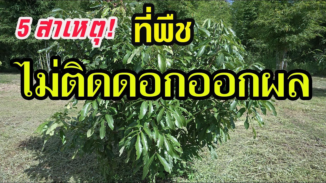 5 สาเหตุ! ที่พืชหรือไม้ผลไม่ติดดอกออกผล หรือ ออกดอกแต่ไม่ติดผล