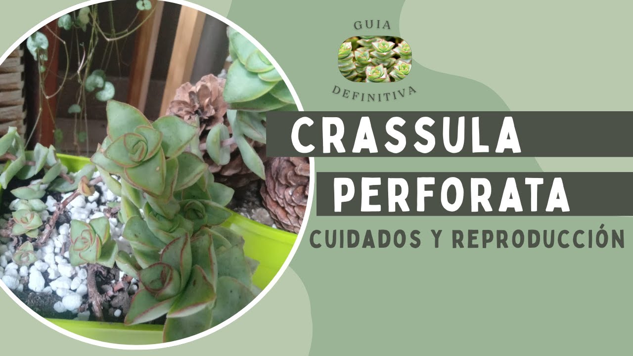 CUIDADOS Y REPRODUCCIÓN DE CRASSULA PERFORATA