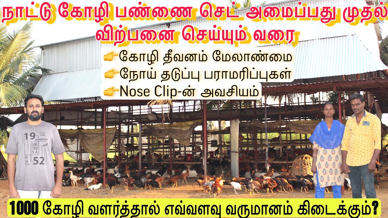 நாட்டுக்கோழி வளர்ப்பில் கட்டாயம் தெரிந்து கொள்ள வேண்டிய தகவல்கள்|Modern country chicken farm