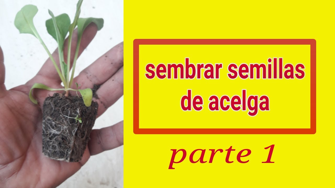SEMBRAR SEMILLAS DE ACELGA PARTE 1