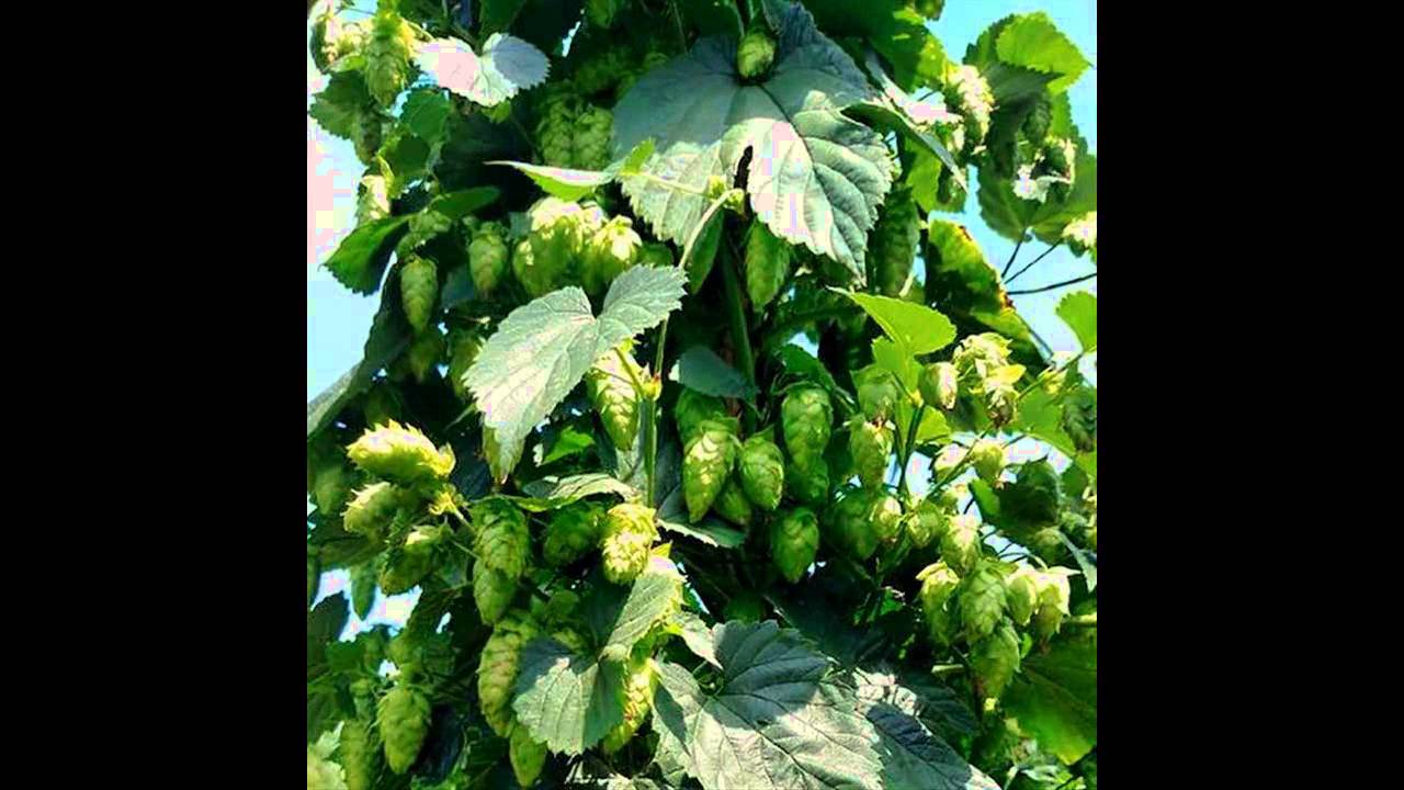 Craft beer 101