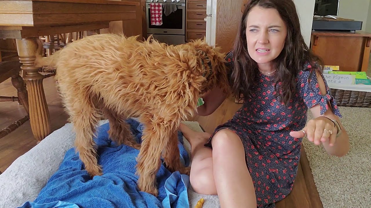 5 Month Goldendoodle Puppy Update