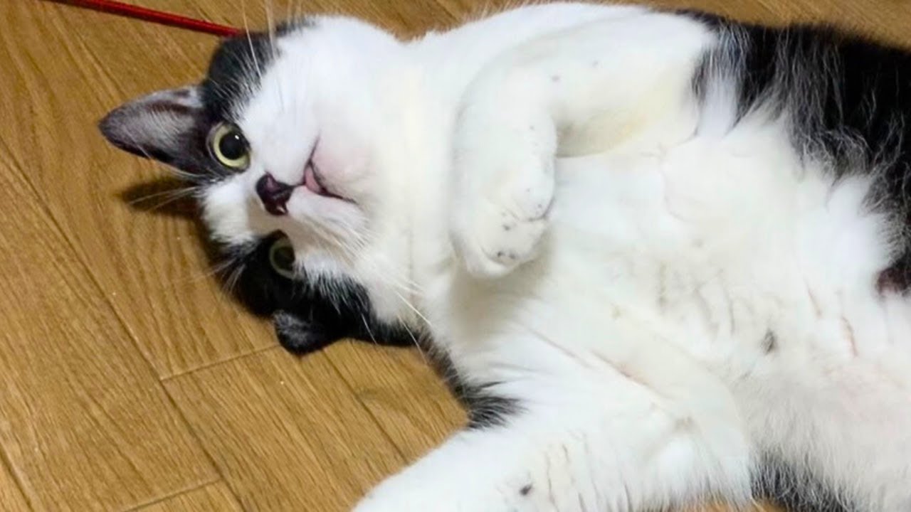 寝て起きただけなのに、久しぶりみたいに甘えてくる猫