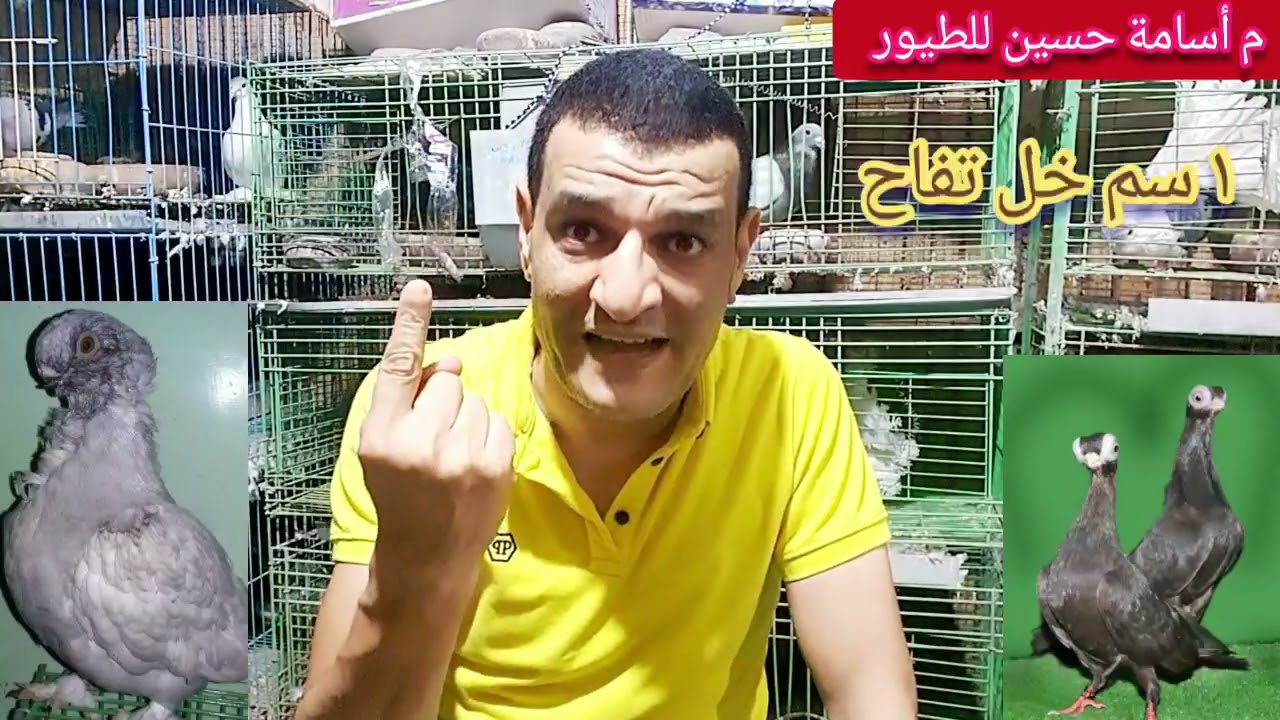 تركيبة علاج سهل للفطريات وأسهل لدمعة العين عند الحمام وبقية الطيور م أسامة حسين