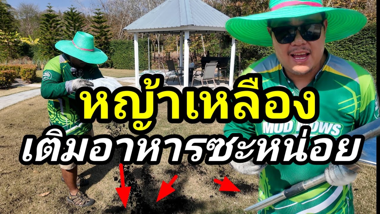 แก้หญ้าเหลือง ขาดสารอาหาร ไม่อยากท๊อปทราย ทำสิ่งนี้เลย Top Dressing