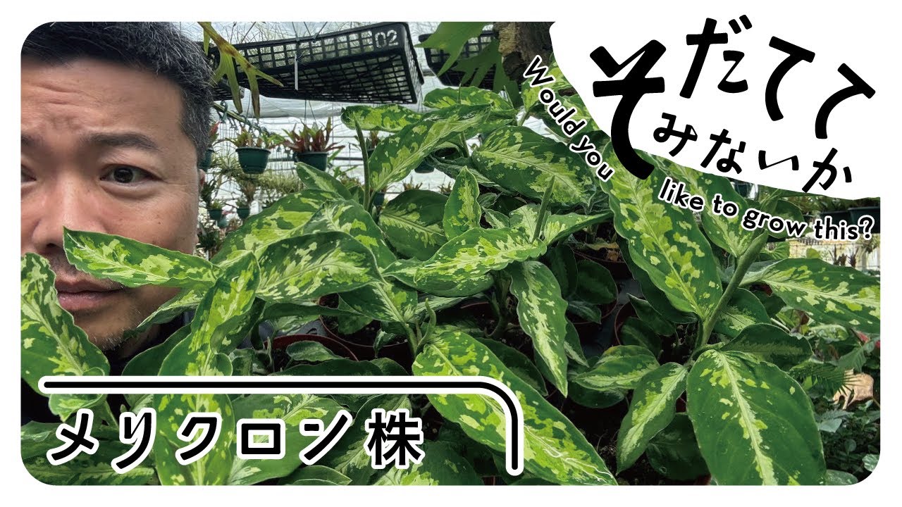 TC (組織培養)？メリクロン株？を育ててみないか⁉️