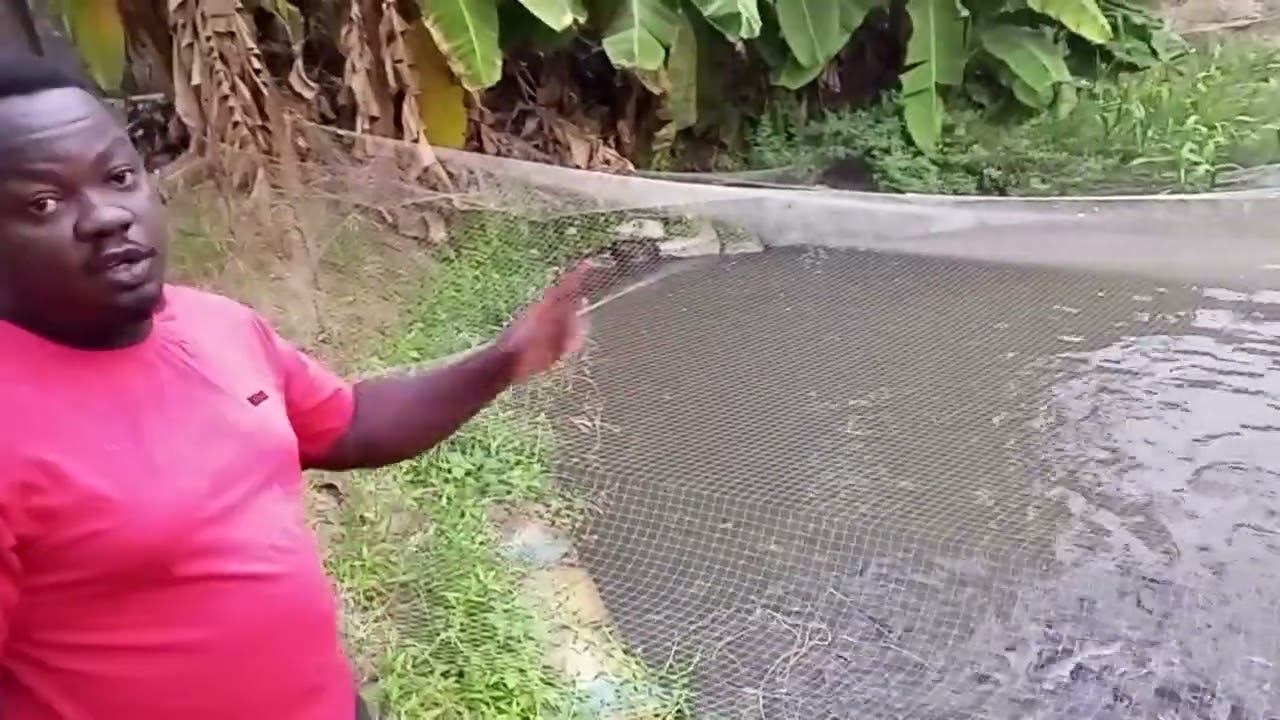 HOW TO FEED CATFISH AND ACHIEVE VERY BIG FISHES