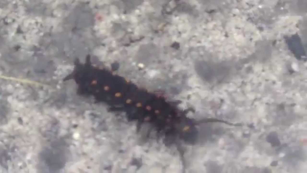 South Texas caterpillar - Pipevine Swallowtail larva