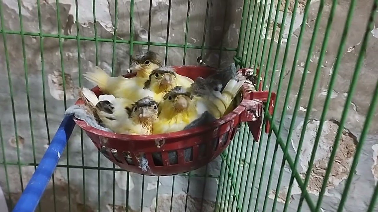 خطوة مهمة أثناء فطم فراخ الكناري 
