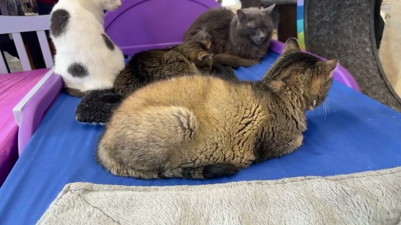Furball Farm Cat Sanctuary is Live!