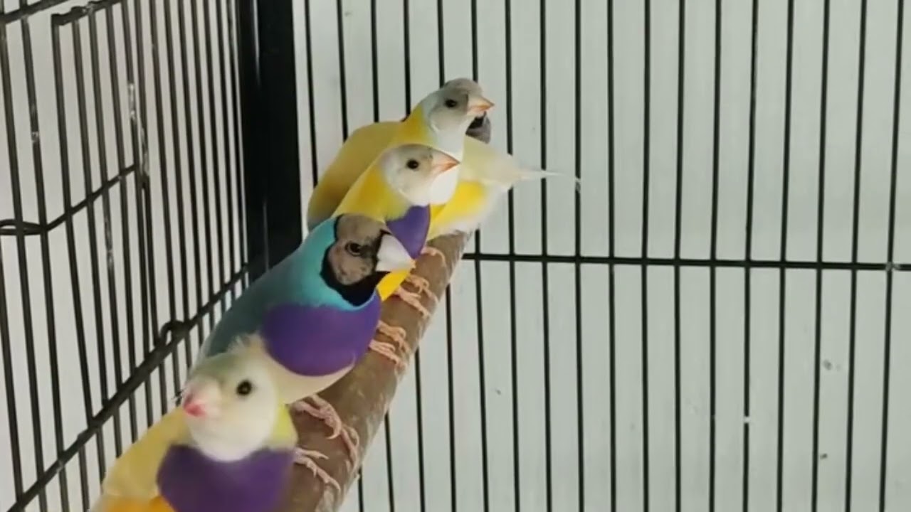 Lady Gouldian finch Setup visit in usa