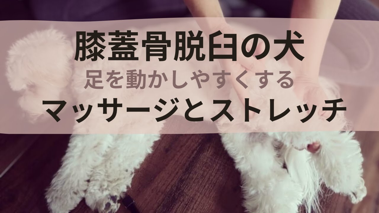 【膝蓋骨脱臼の犬】足を動きやすくするマッサージとストレッチ Massage & Stretch Routines for Dogs with Luxating Patella