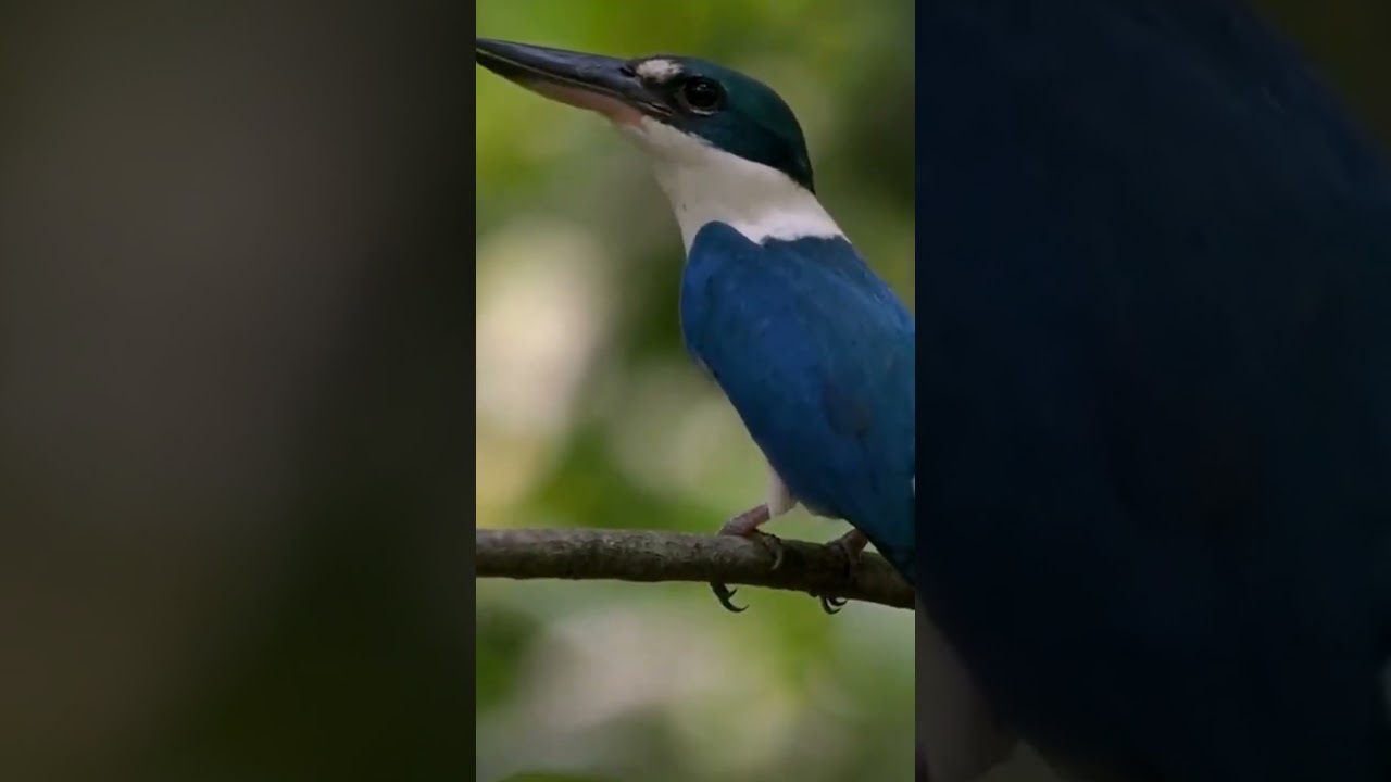 Suara burung yang sangat familiar , Burung tengkek udang #shorts #shortfyp #shortsvideo