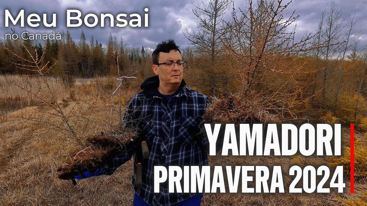 Yamadori de Primavera: Caçando Tesouros Escondidos na Natureza!