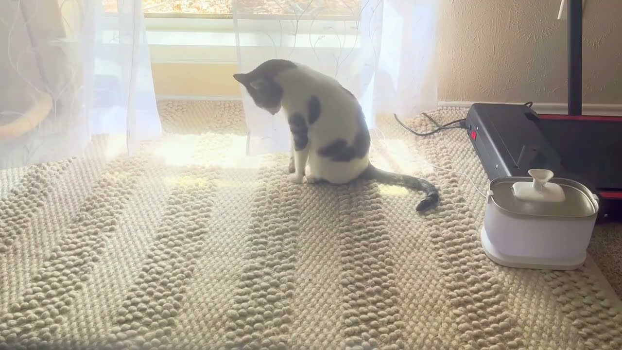 Simon Enjoying a Cool Breeze While I Work