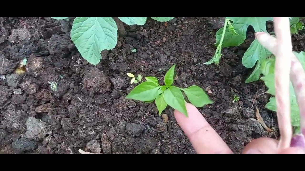 Horta em pequeno espaço 