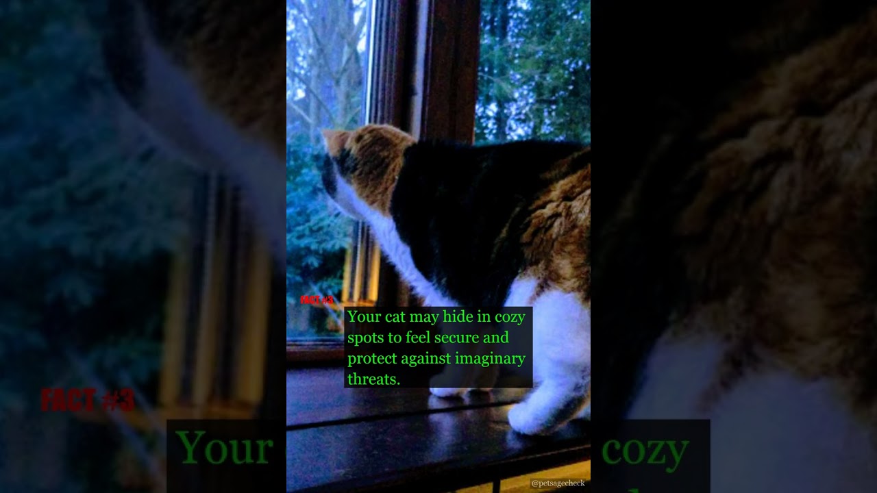 Why Do Cats Love Warm Spots? 🐱🐾 | PetAgeCheck