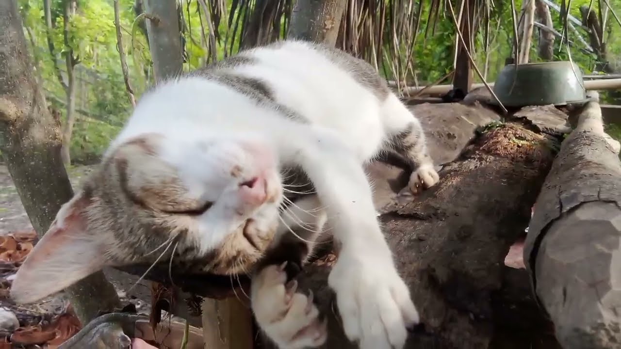 Happy Cats Playing Freely in the Garden All Day