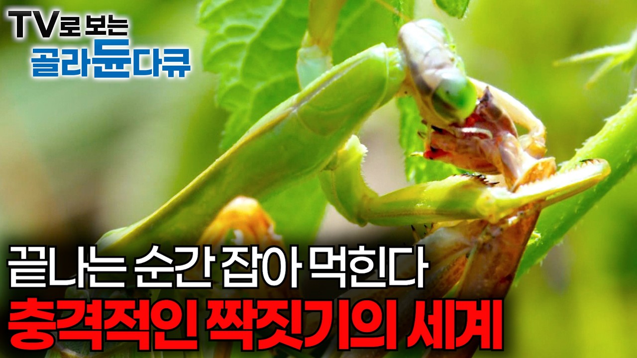 짝짓기 끝나는 순간 암컷의 영양분으로 사라지는 수컷｜남편 잡아먹는 사마귀 부터, 수컷 끼리 짝짓기 하는 돌고래까지｜볼수록 충격적인 짝짓기의 세계｜연애기계｜ #골라듄다큐