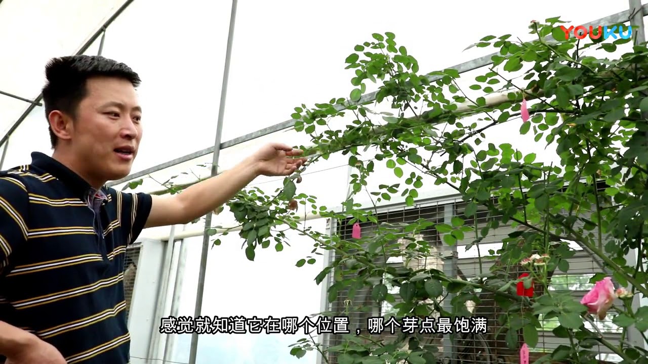 天狼说月季   大型藤本月季的花后修剪 超清