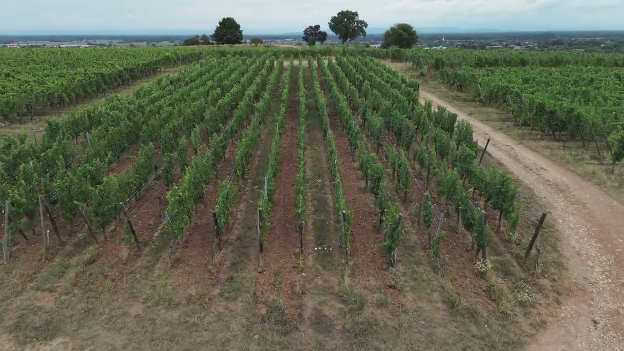 Wine field in Alsace