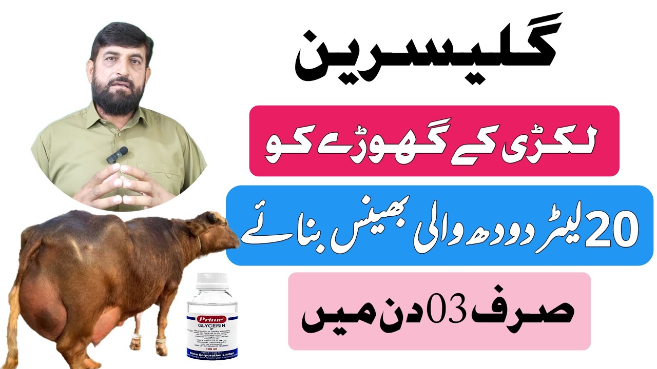 Milk increase دودھ بڑھائیں By Using Glycerine گلیسرین In Gaye Bhains In 03 days 