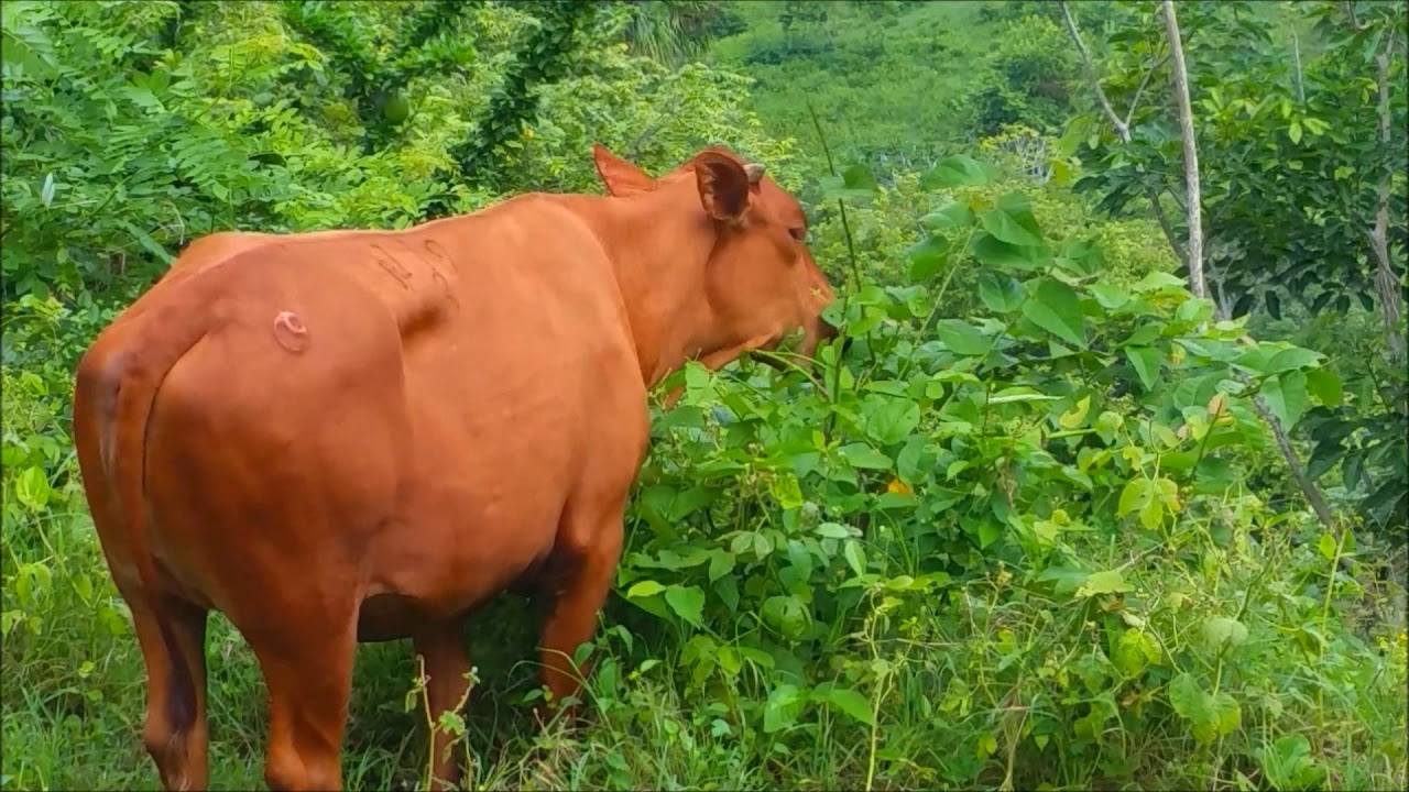 RAMONEO ROMOSINUANO SILVOPASTORIL