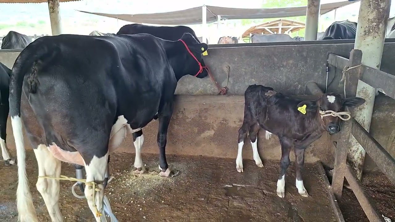 OFERTA DE DUAS NOVILHAS 3/4 COM 25 KILOS.LOC.CARUARU-PE.PREÇO.17.500 AS DUAS.WHATS.81999166314. 