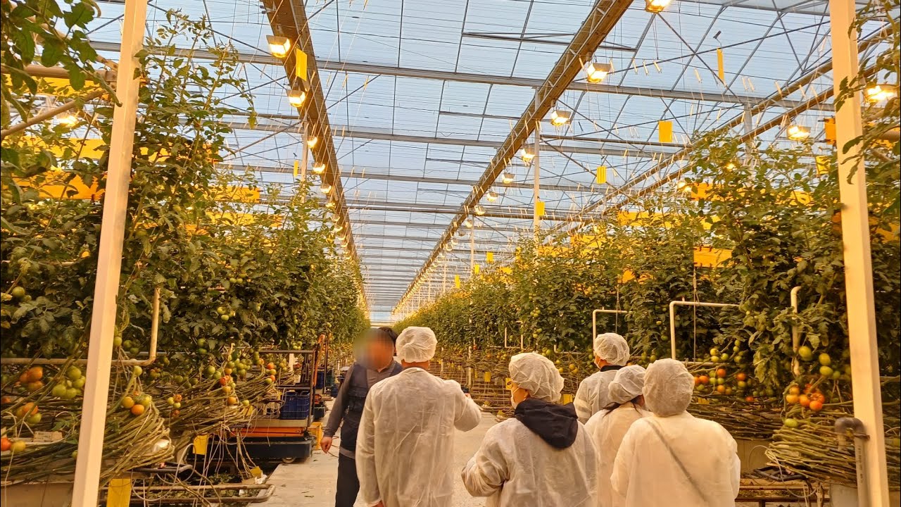 대한민국 최대 규모 홍성군 토마토 스마트팜 농장 견학(Visit Korea's Largest Tomato Smart Farm in Hongseong-gun)
