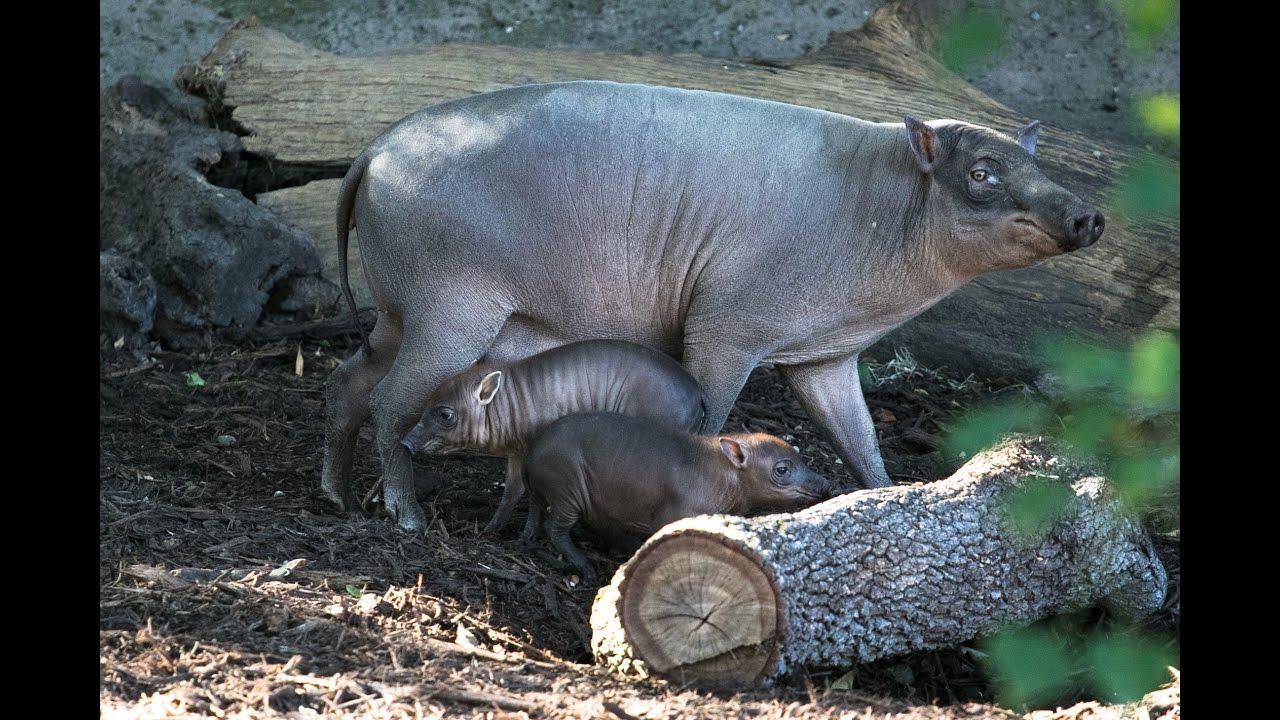Adorable Pair of Babirusa Piglets Explore Outside for First Time at Audubon Nature Institute
