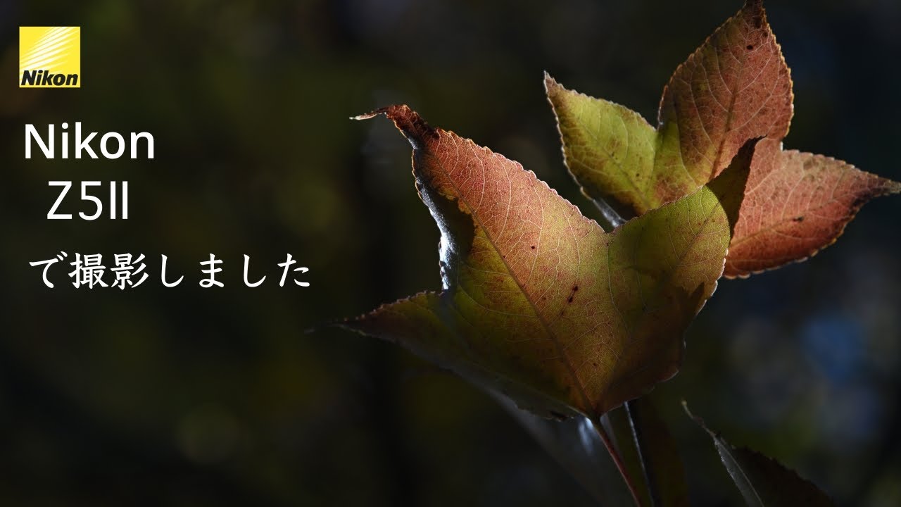 【自然写真】晩秋の高尾山で「NIkon Z５Ⅱ」を使って撮影した写真です。