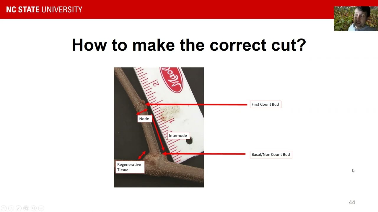 2022 Southeastern Muscadine School: How to prune a muscadine vine?