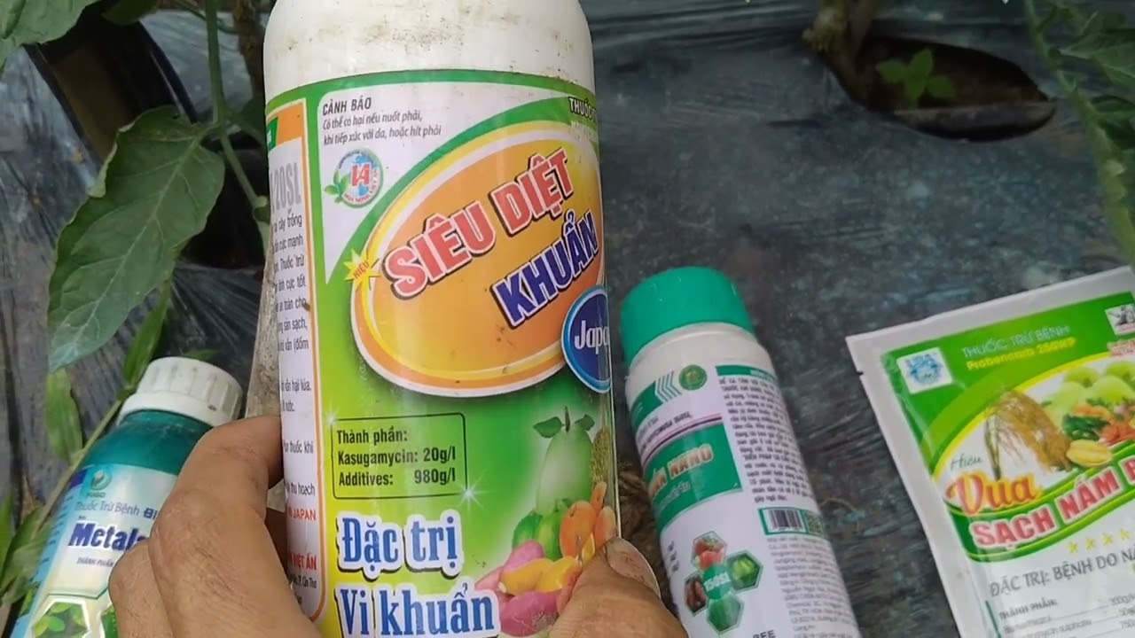 TRỒNG CÀ CHUA _Tập 55: Bệnh héo xanh trên cà chua