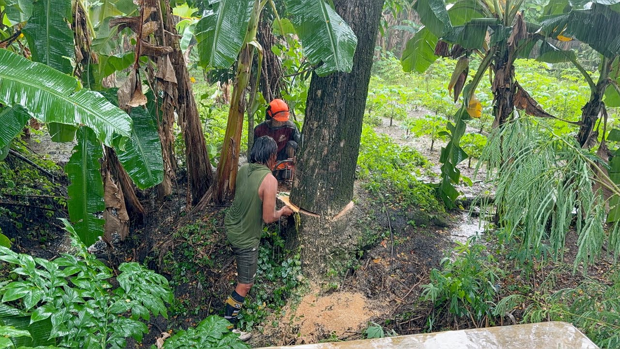 Hard Job! Cutting tree in Bamboo & 2 Trees in Heavy Rain!