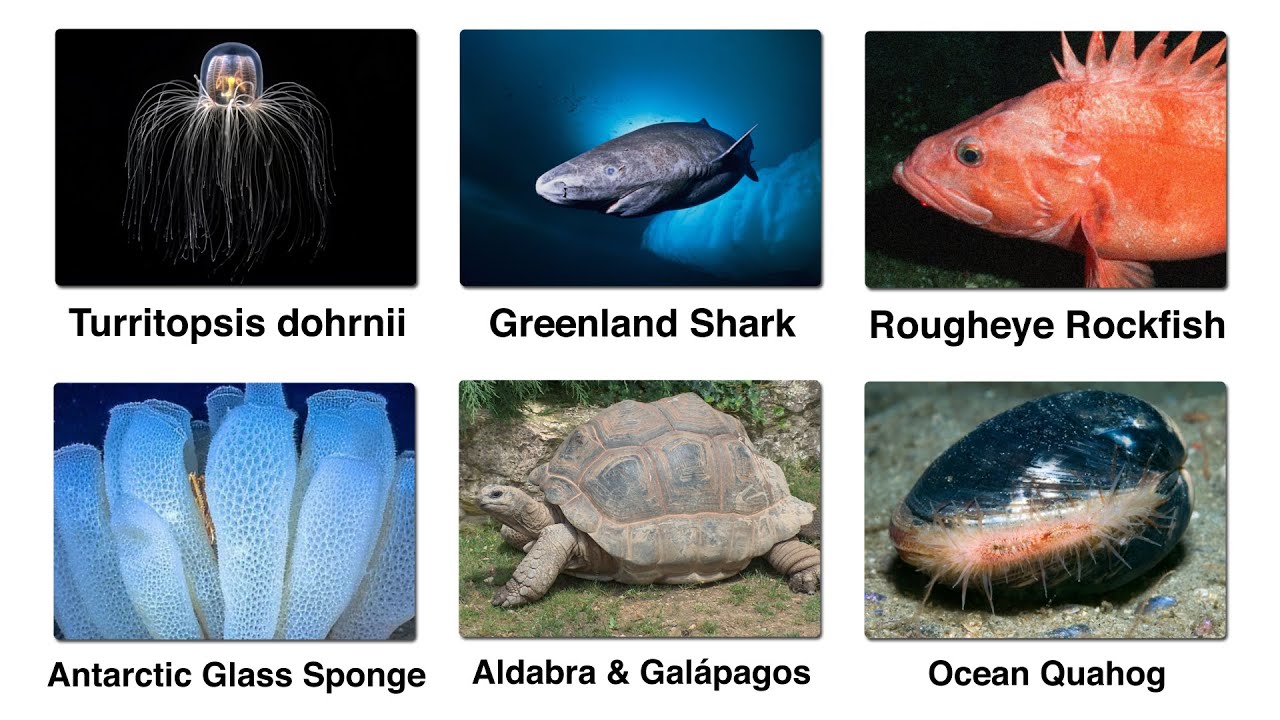 Every Strange Immortal Creatures Explained