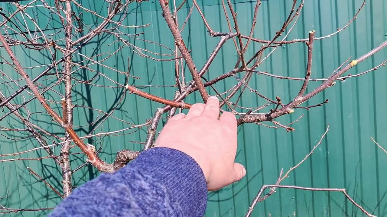 Обрізка вишні