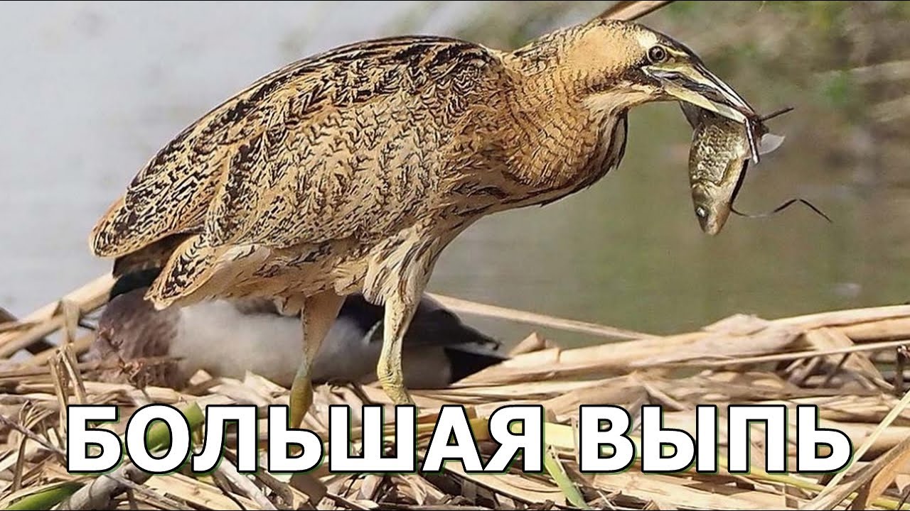БОЛЬШАЯ ВЫПЬ - Душераздирающая крикунья