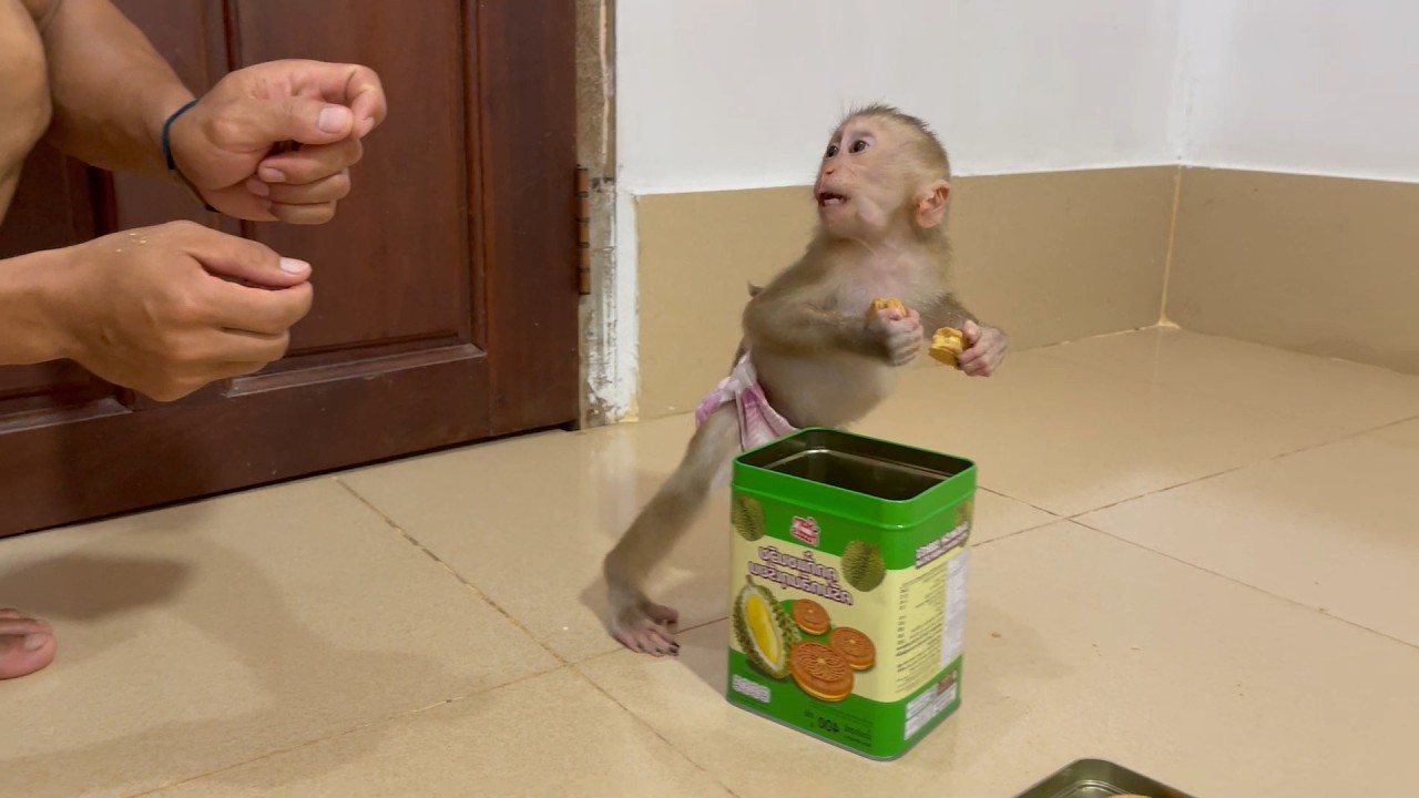 Nazztii BiBi mnkey pretend to run esc..pe from dad join to eat with her 