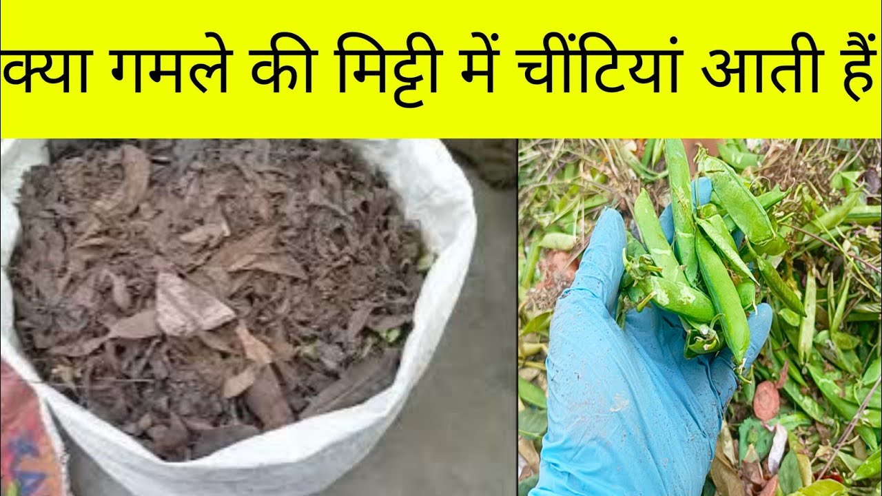 गमले में चीटियां क्यों आती हैं और कैसे भरें गमले सही तरीके क्या हैं/Why do ants come into the pots?