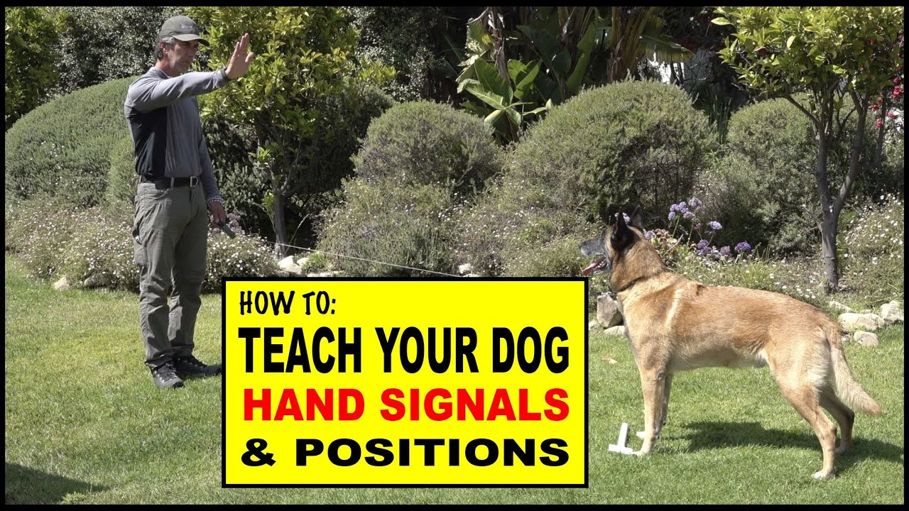 How to Teach Hand Signals and Positions to Your Dog - Dog Training Video