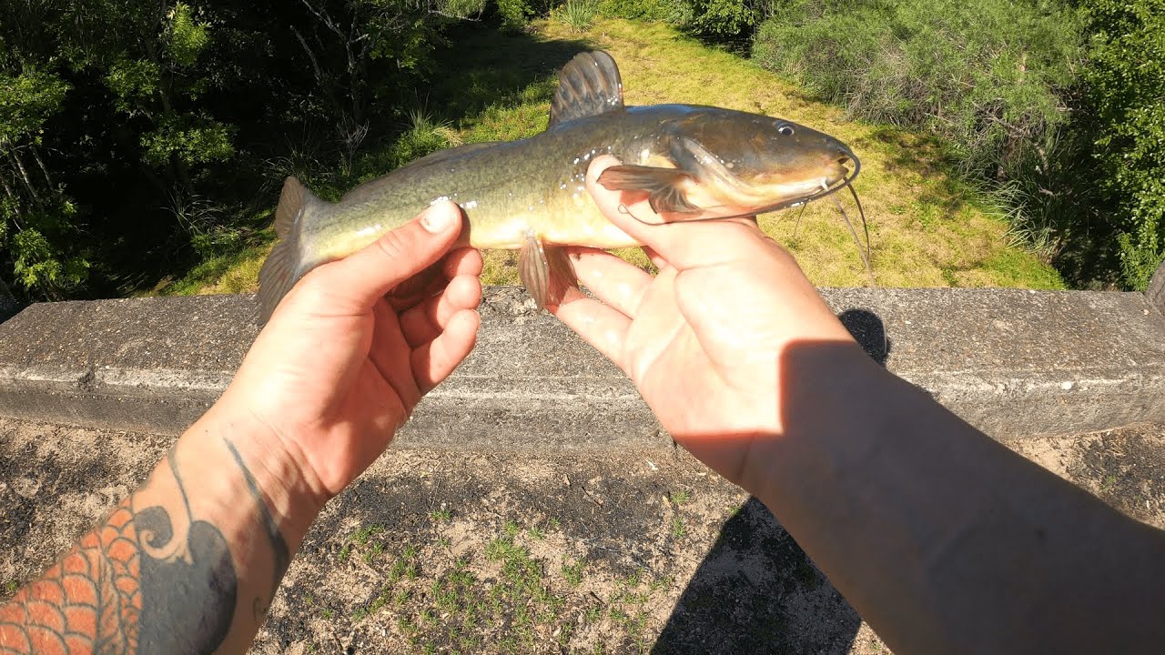Pesca de Bagres Sapos, Pescando en Laguna con poca agua, Tararira, Tortuga, Pesca de Barrio 2021