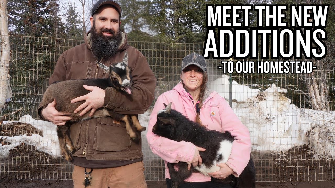 Introducing Goats to Our Alaskan Homestead | Building a Goat Pen