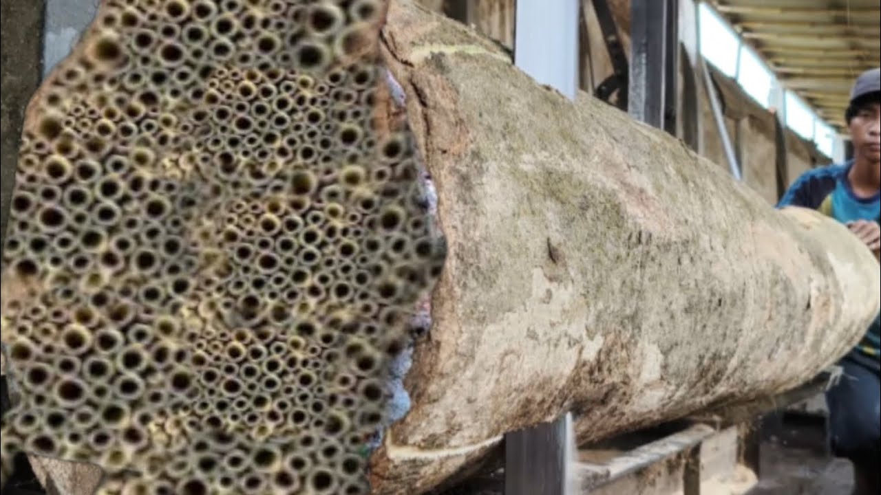 This wood price is equivalent to the Avanza car