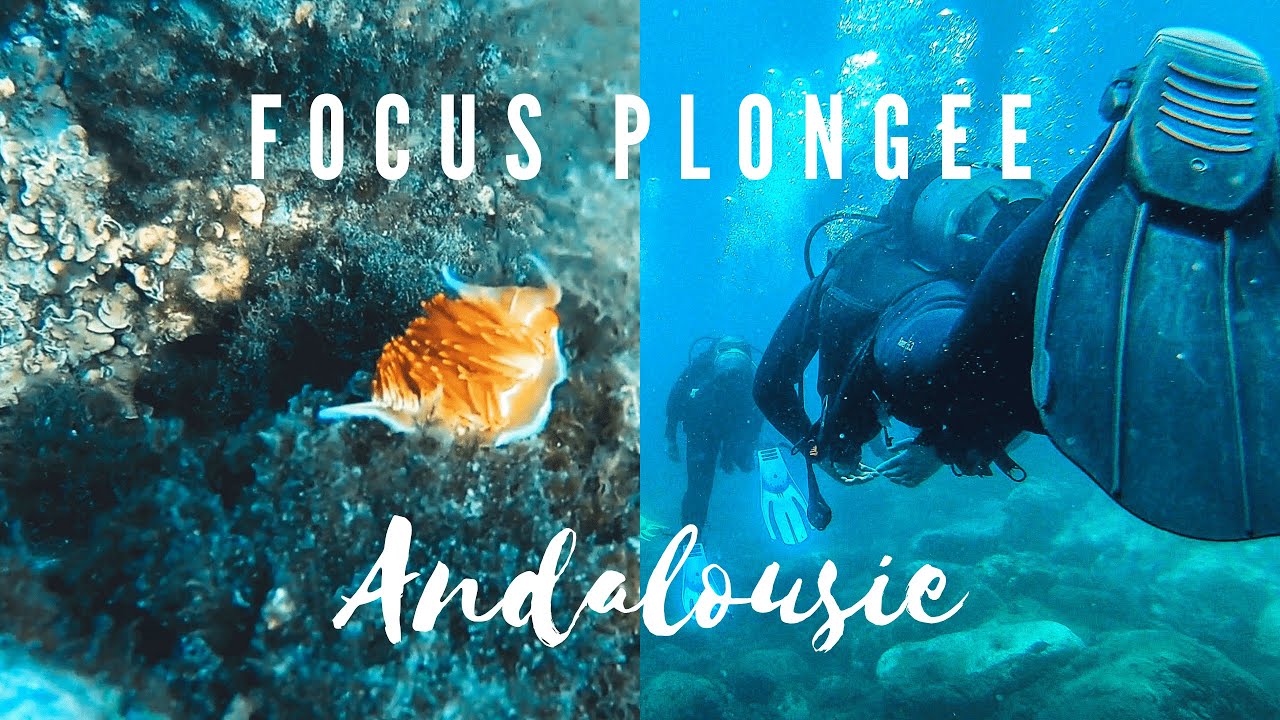 VLOG PLONGEE : LES NUDIBRANCHES DE MARO BEACH EN ANDALOUSIE (Espagne)