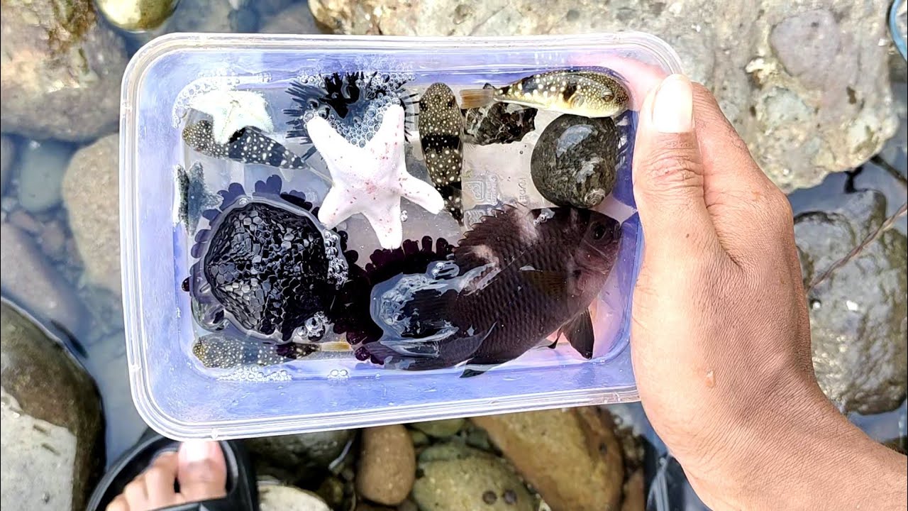 menangkap bintang laut ikan buntal bulu babi kelomang untuk isi kolam air laut