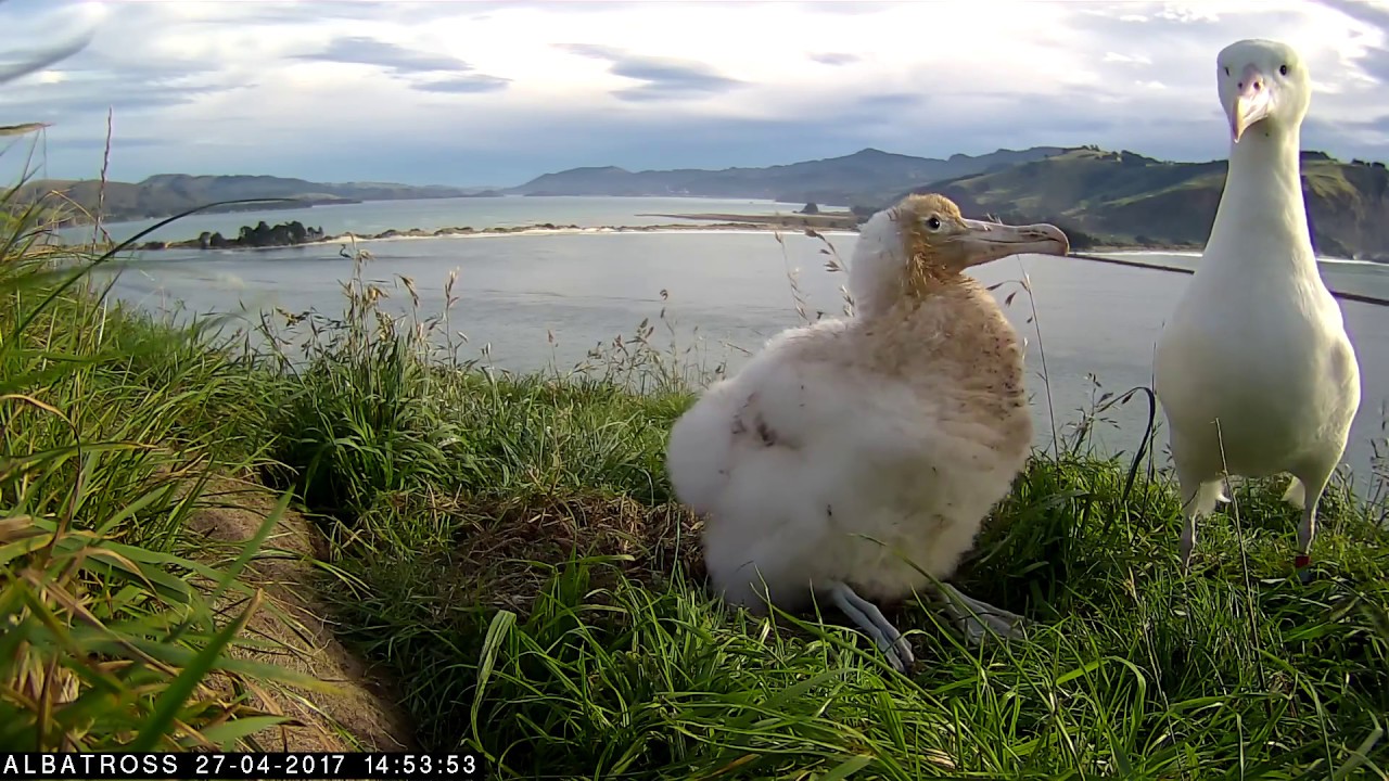 #Royalcam 2017 highlights: Mum returns to feed the chick