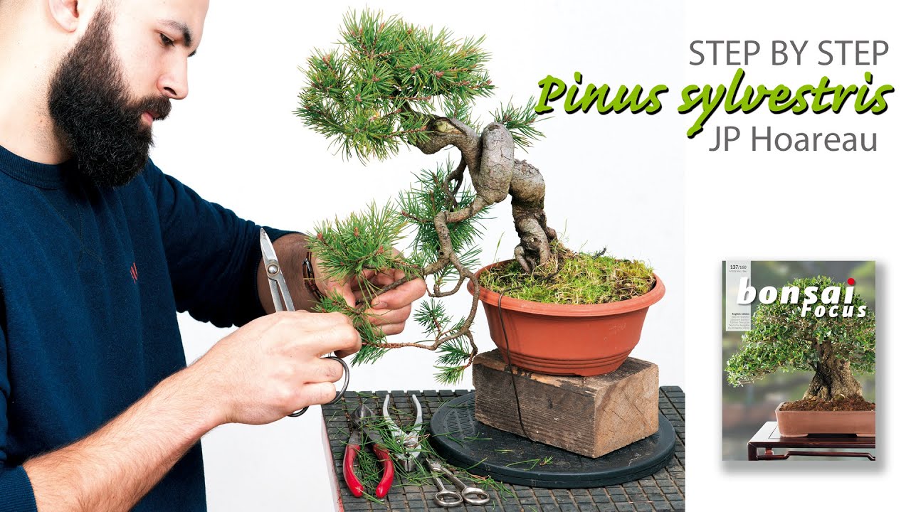 STEP BY STEP Pinus sylvestris by JP Hoareau
